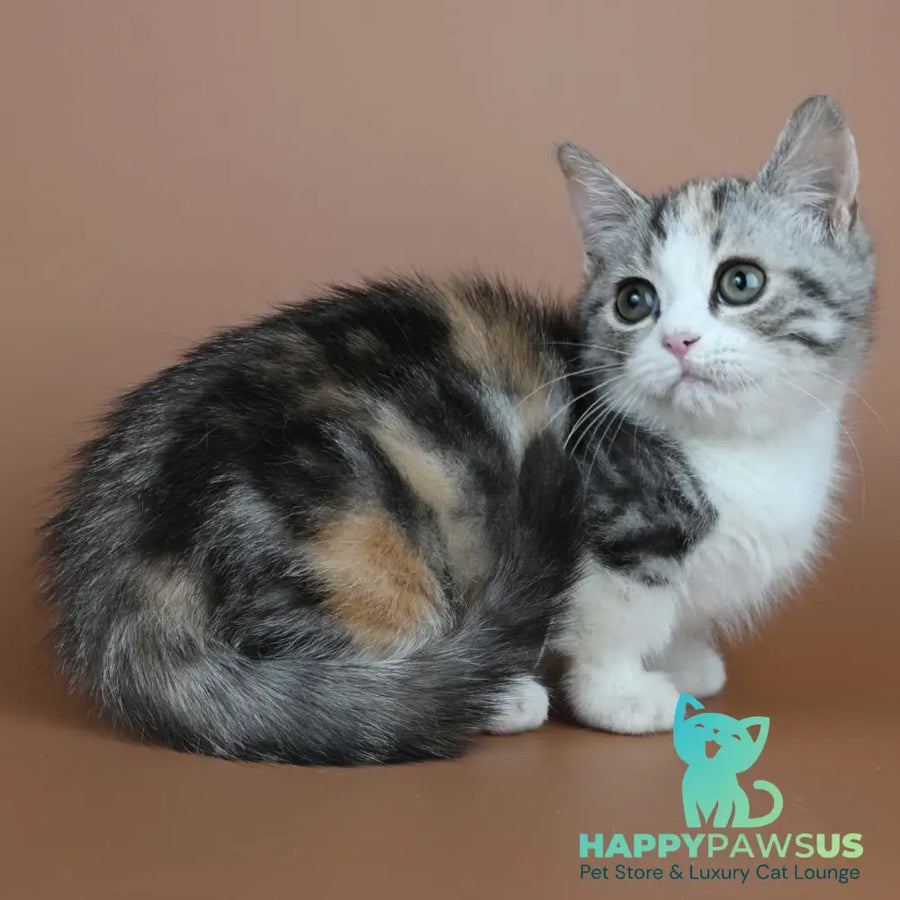 Nika Munchkin female black tortie tabby bicolour - live animals