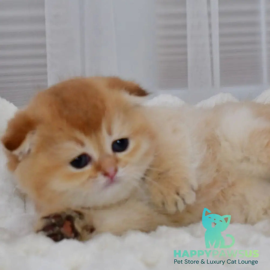 Nika Scottish Fold female black golden shaded - live animals