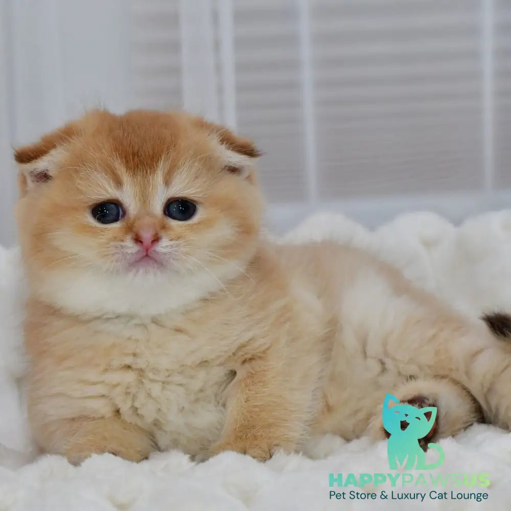 Nika Scottish Fold female black golden shaded - live animals