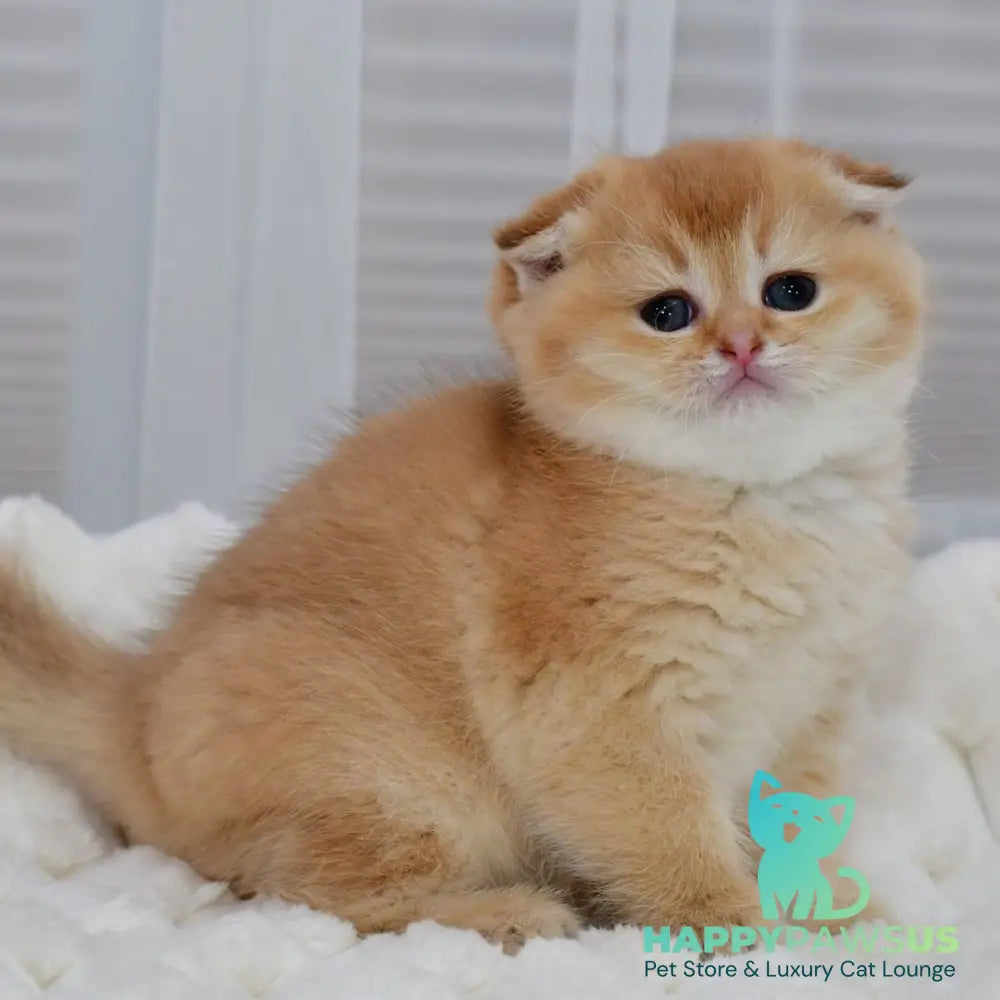 Nika Scottish Fold female black golden shaded - live animals