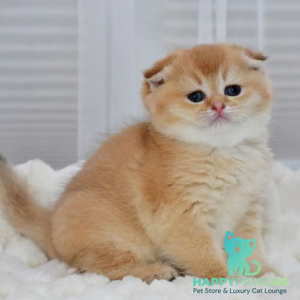 Nika Scottish Fold female black golden shaded - live animals