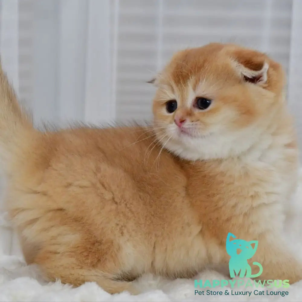 Nika Scottish Fold female black golden shaded - live animals