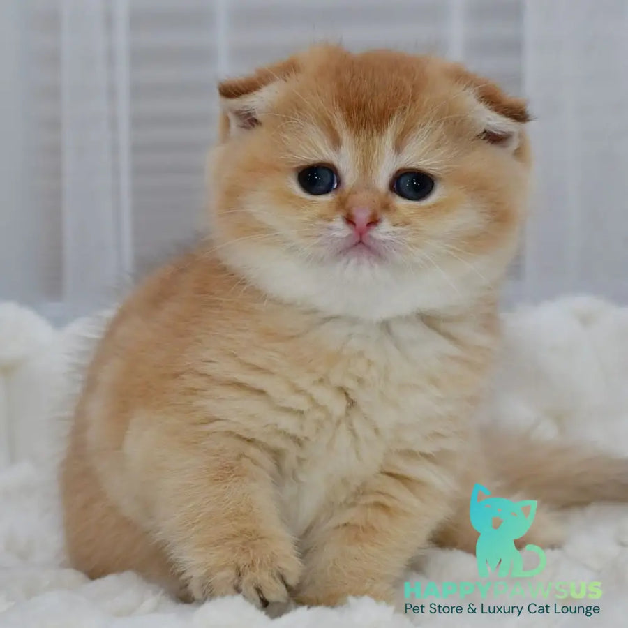 Nika Scottish Fold female black golden shaded - live animals