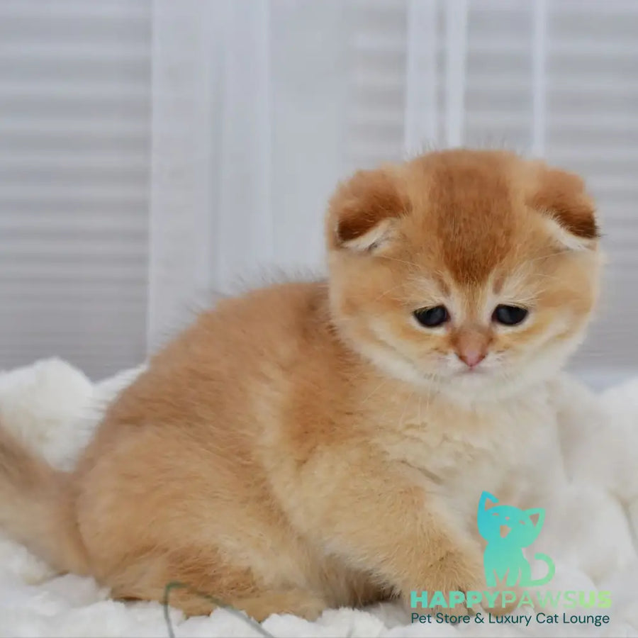 Nika Scottish Fold female black golden shaded - live animals
