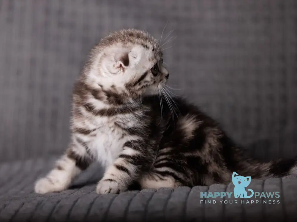 Nika Scottish Fold female black silver tabby live animals