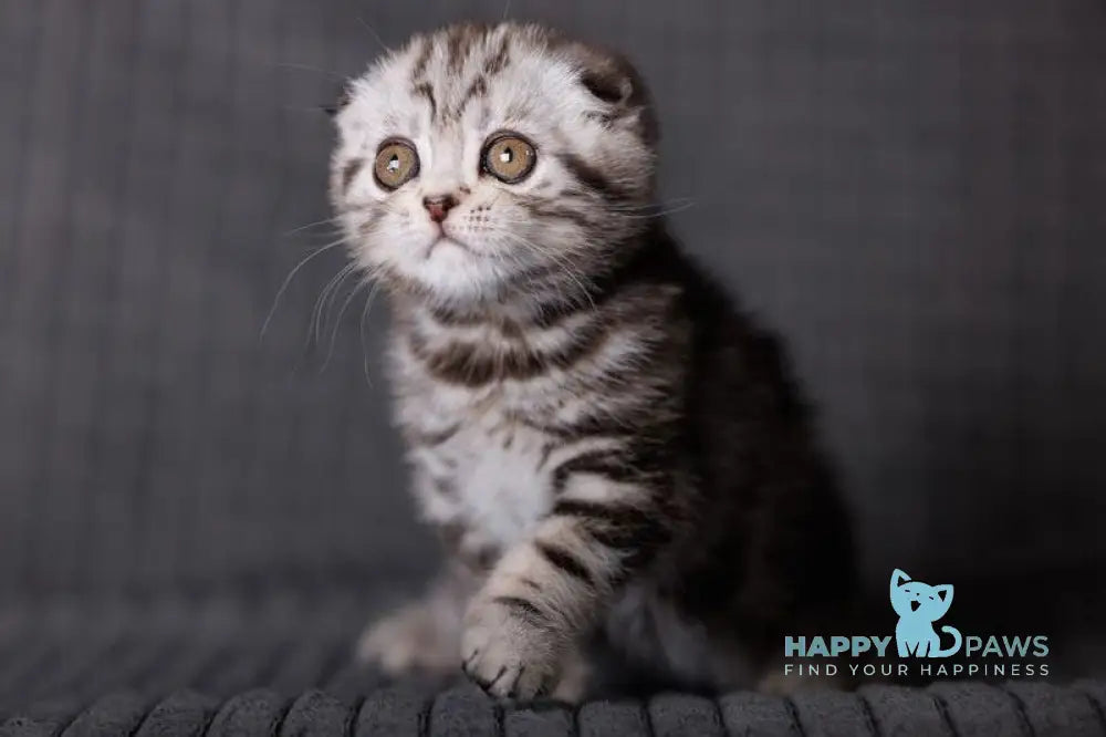 Nika Scottish Fold female black silver tabby live animals