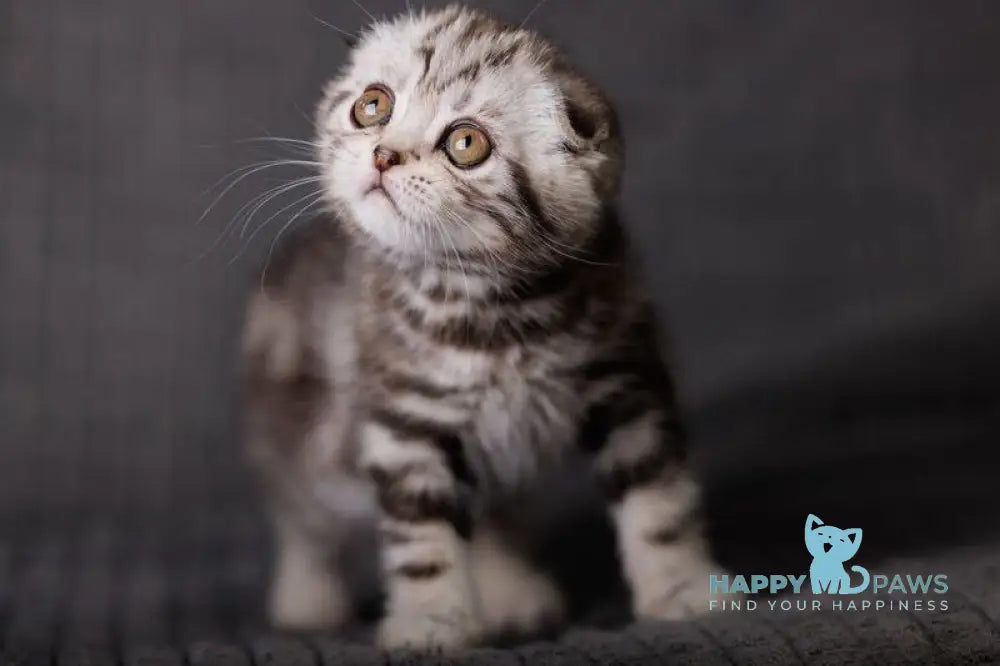 Nika Scottish Fold female black silver tabby live animals