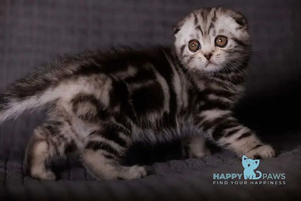 Nika Scottish Fold female black silver tabby live animals