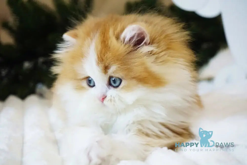 Nike British Longhair male black golden chinchilla bicolour live animals