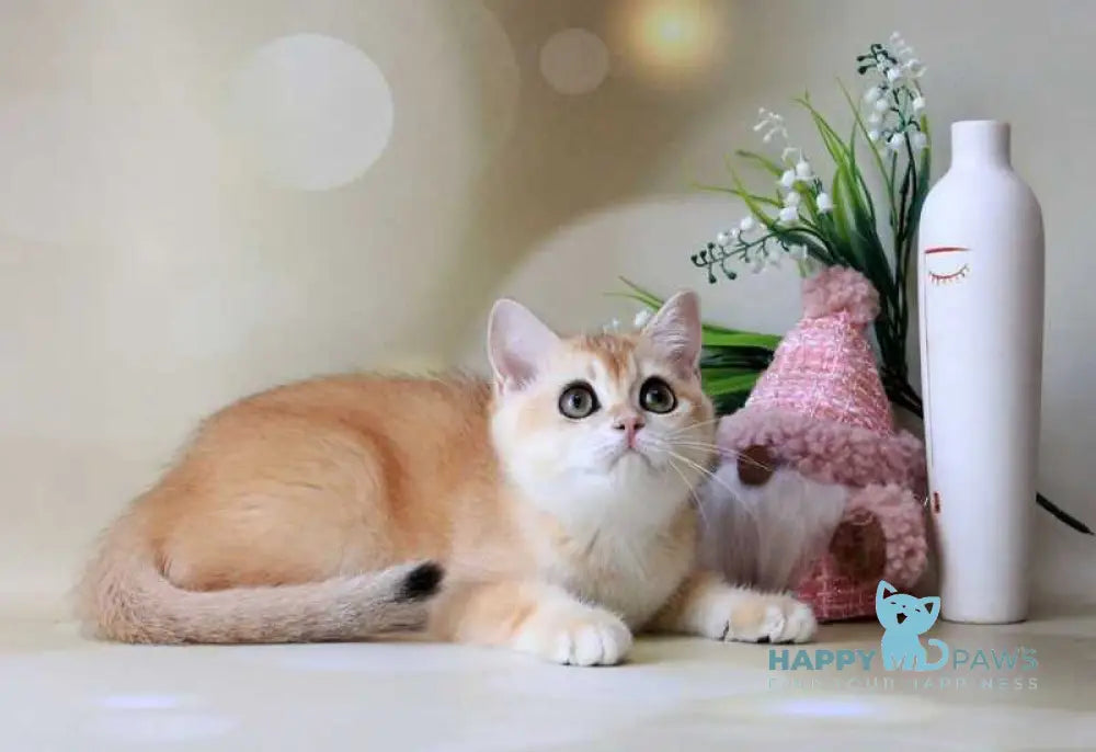 Nike British Shorthair male black golden chinchilla live animals