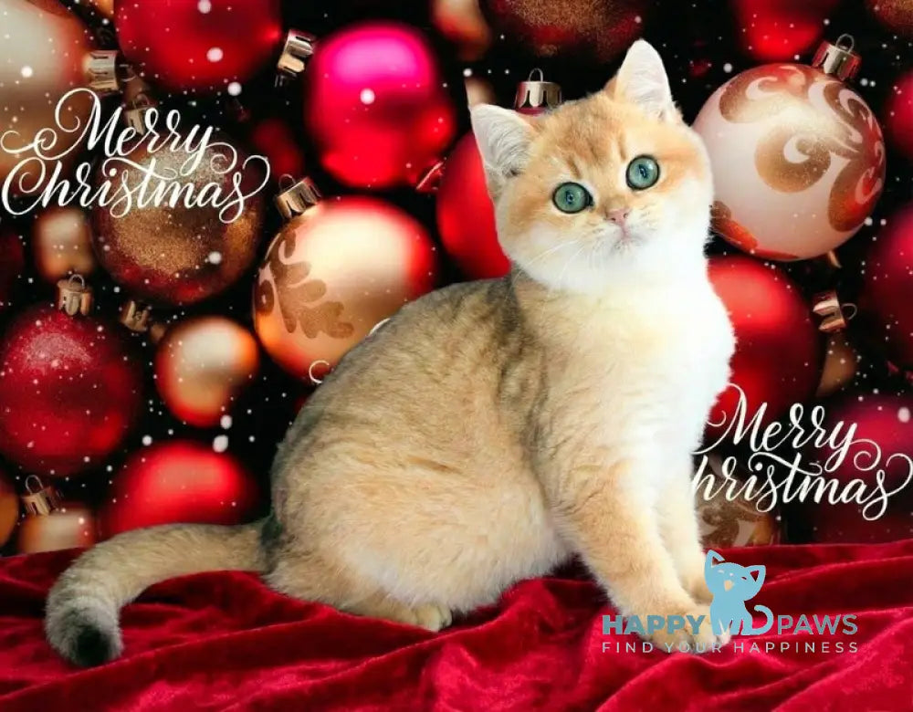 Nike British Shorthair male black golden chinchilla live animals