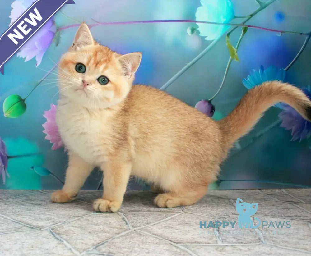 Nike British Shorthair male black golden chinchilla live animals