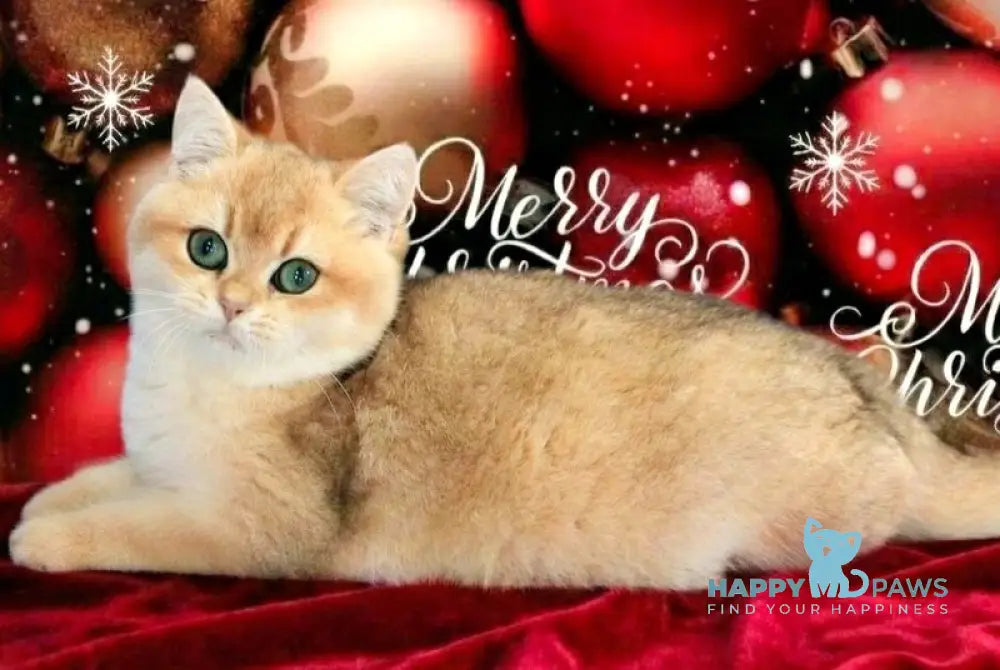 Nike British Shorthair male black golden chinchilla live animals