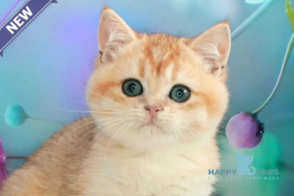 Nike British Shorthair male black golden chinchilla live animals