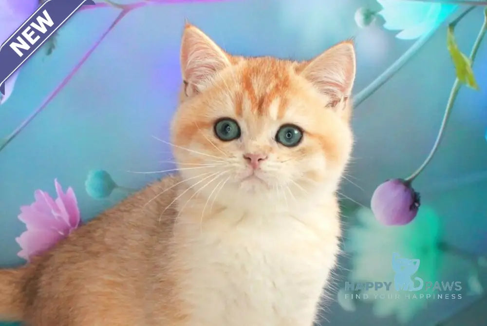 Nike British Shorthair male black golden chinchilla live animals