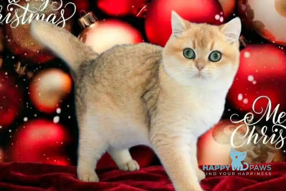 Nike British Shorthair male black golden chinchilla live animals