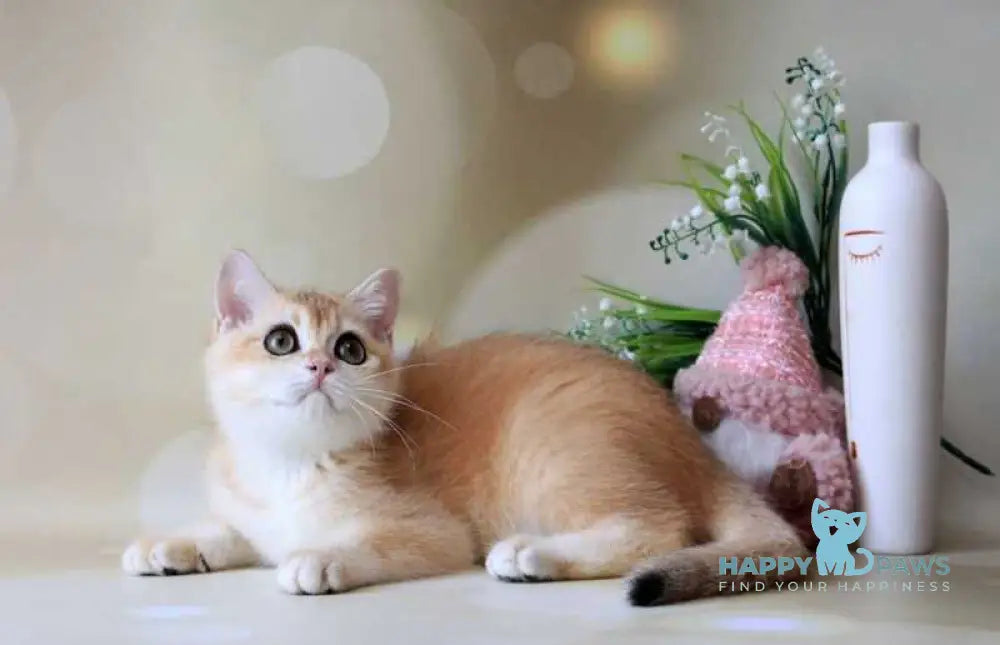 Nike British Shorthair male black golden chinchilla live animals