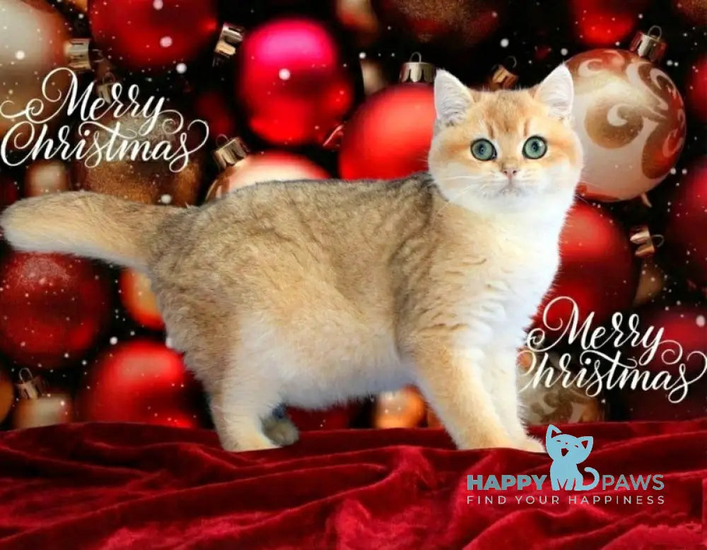 Nike British Shorthair male black golden chinchilla live animals