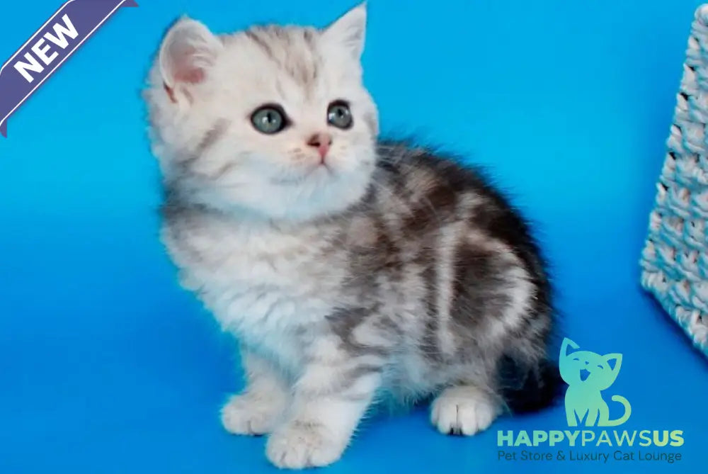 Nike British Shorthair male black silver tabby - live animals