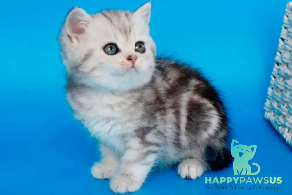 Nike British Shorthair male black silver tabby - live animals