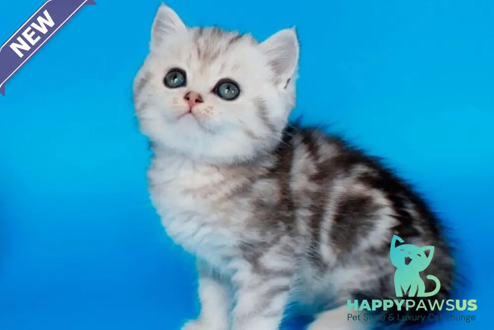 Nike British Shorthair male black silver tabby - live animals