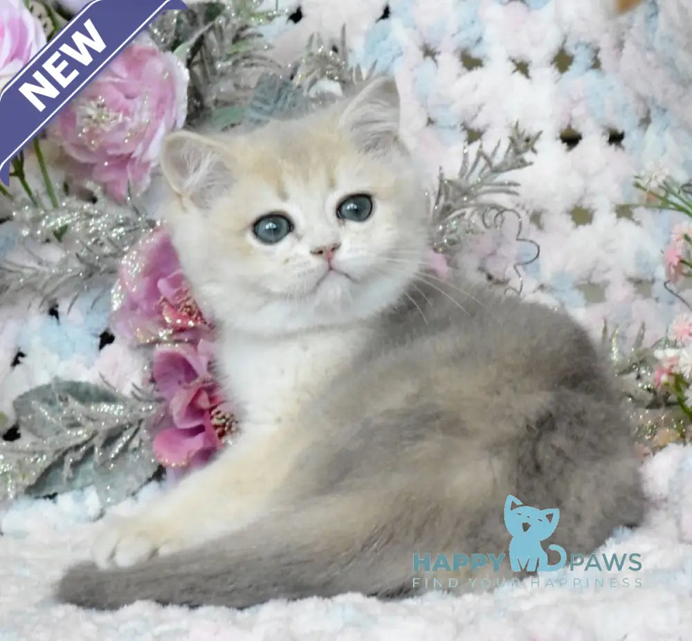 Nike British Shorthair male blue golden shaded live animals