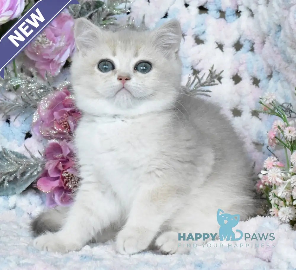 Nike British Shorthair male blue golden shaded live animals