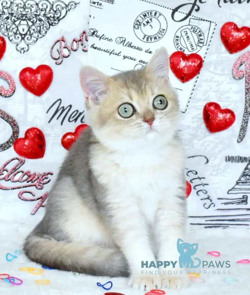 Nike British Shorthair male blue golden shaded live animals