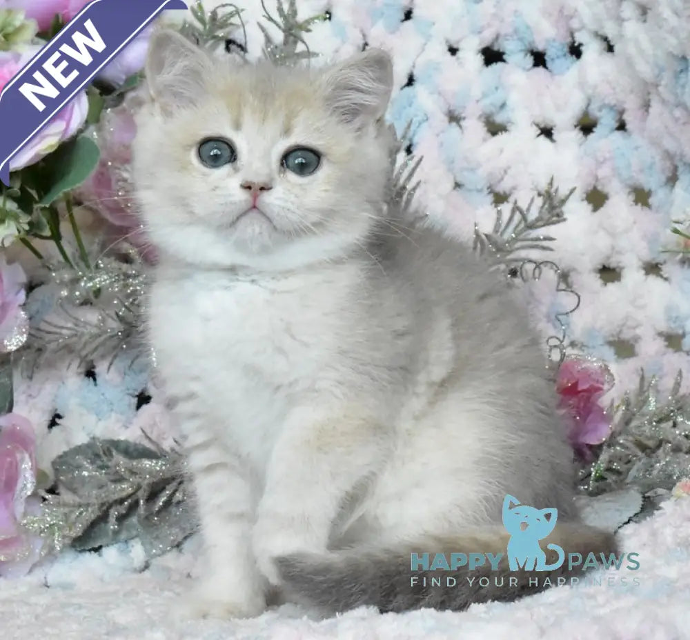 Nike British Shorthair male blue golden shaded live animals