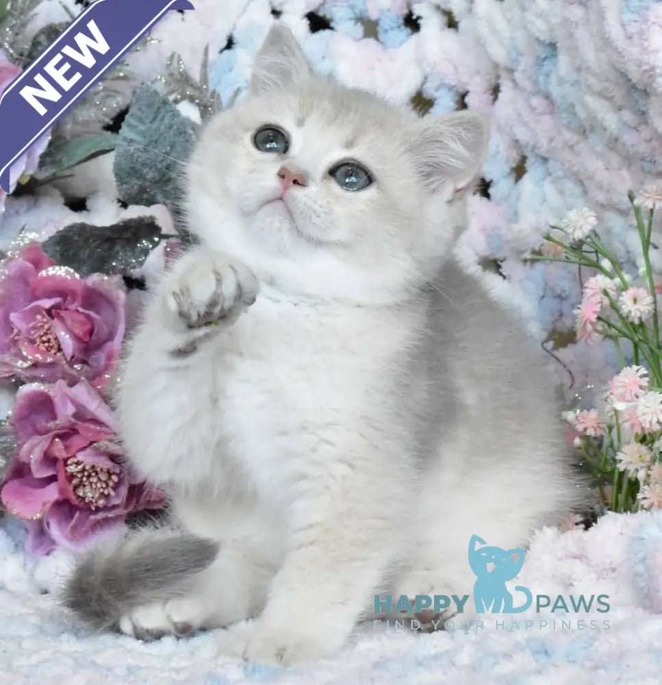 Nike British Shorthair male blue golden shaded live animals