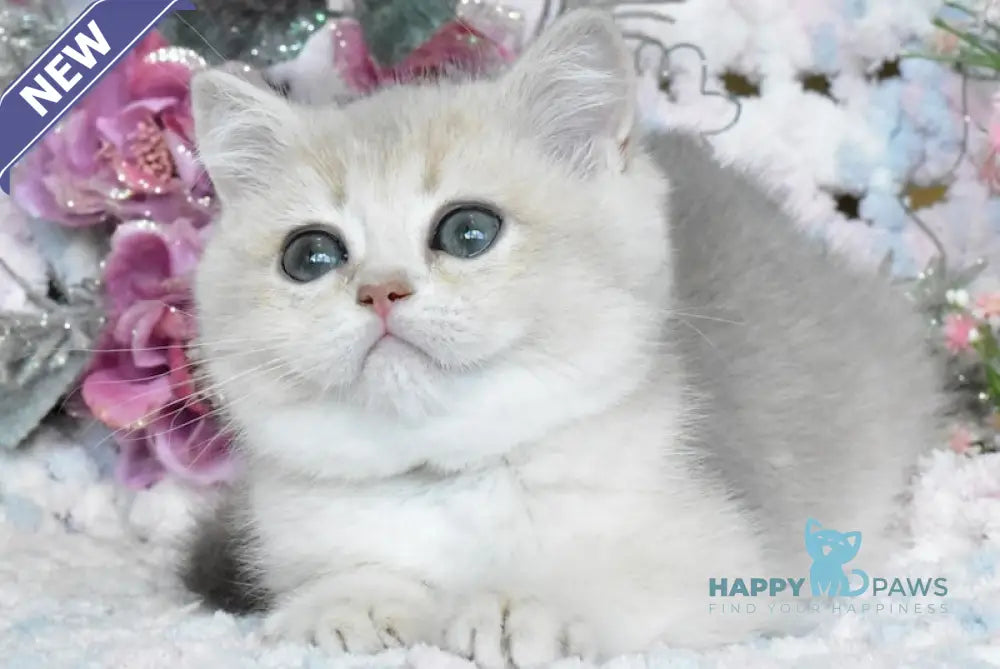 Nike British Shorthair male blue golden shaded live animals