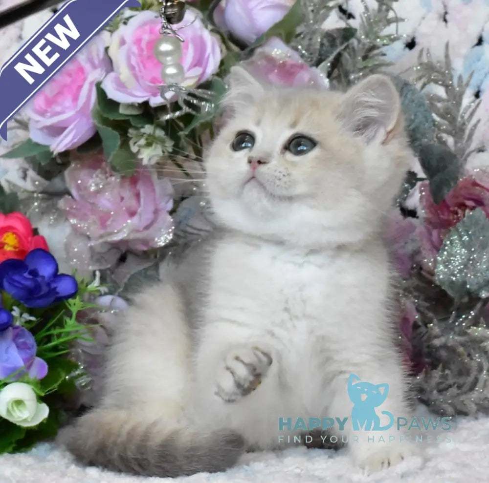 Nike British Shorthair male blue golden shaded live animals