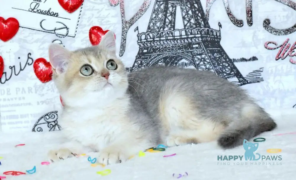 Nike British Shorthair male blue golden shaded live animals