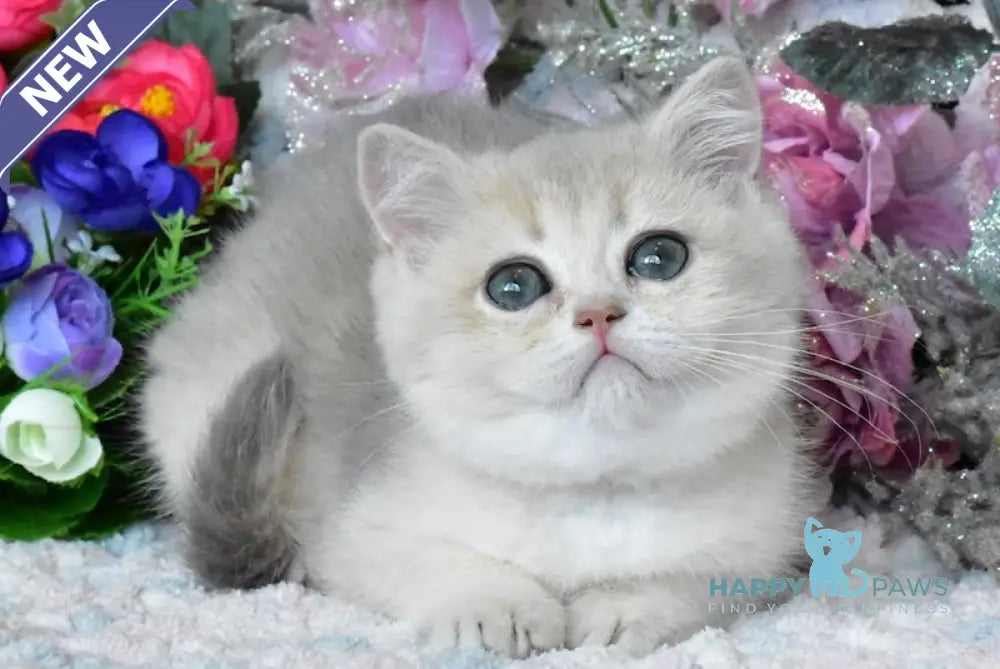 Nike British Shorthair male blue golden shaded live animals