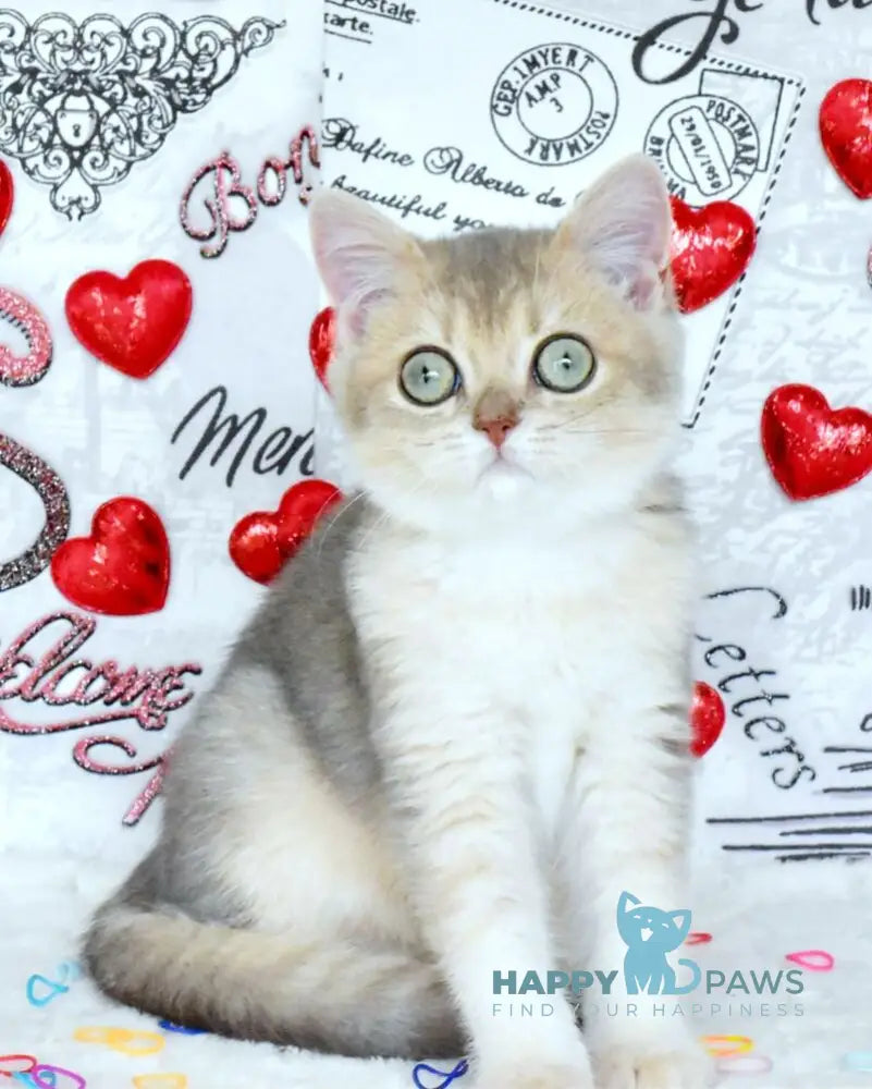 Nike British Shorthair male blue golden shaded live animals