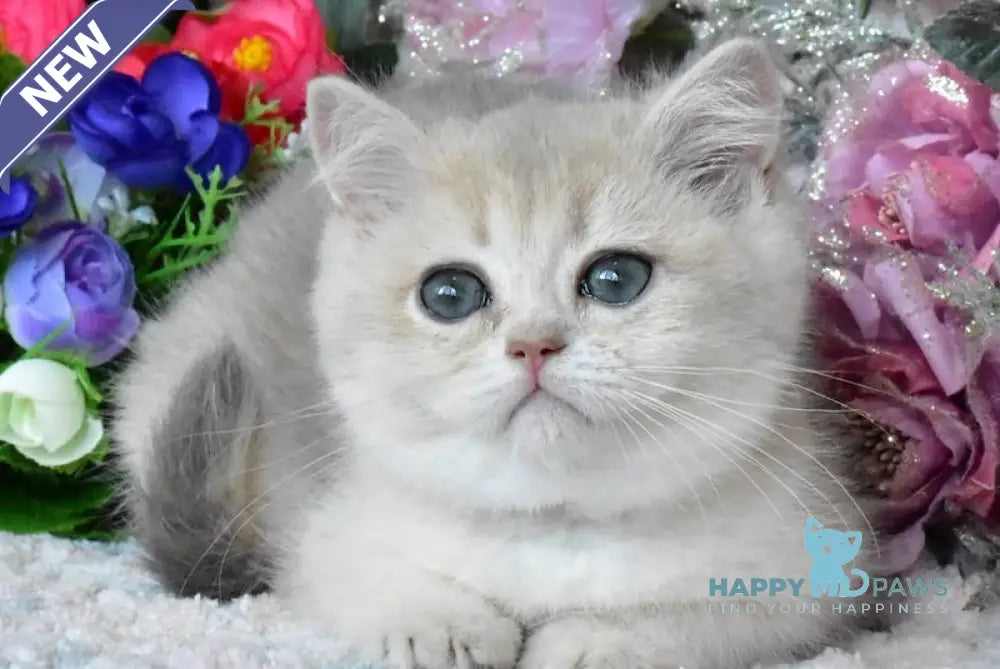 Nike British Shorthair male blue golden shaded live animals