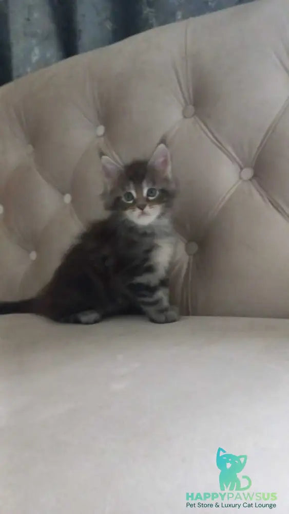Nike Maine Coon male black tabby - live animals