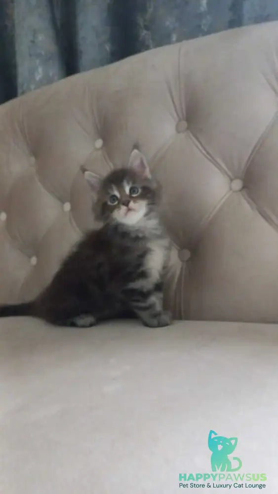 Nike Maine Coon male black tabby - live animals