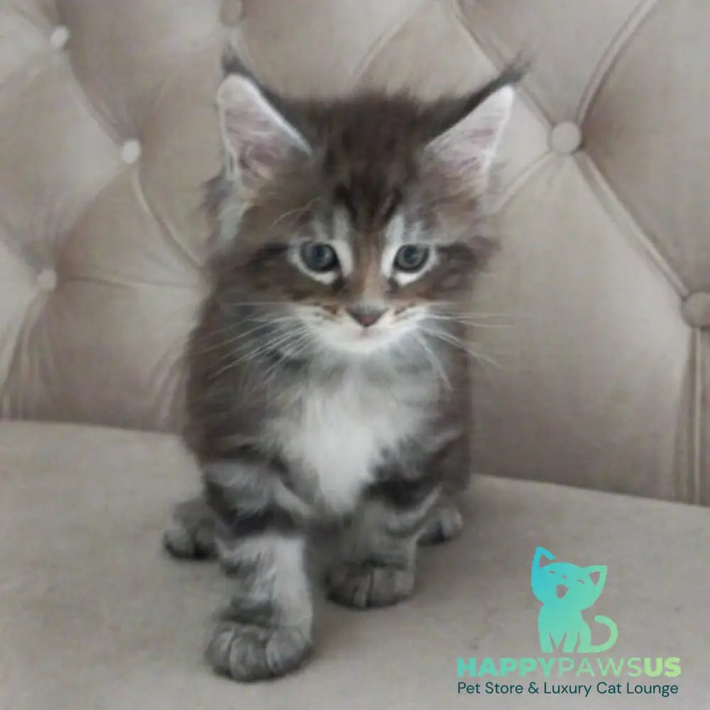 Nike Maine Coon male black tabby - live animals