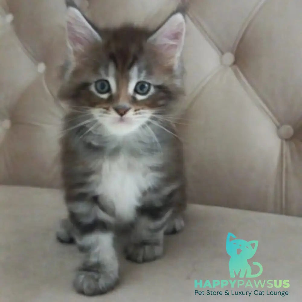 Nike Maine Coon male black tabby - live animals