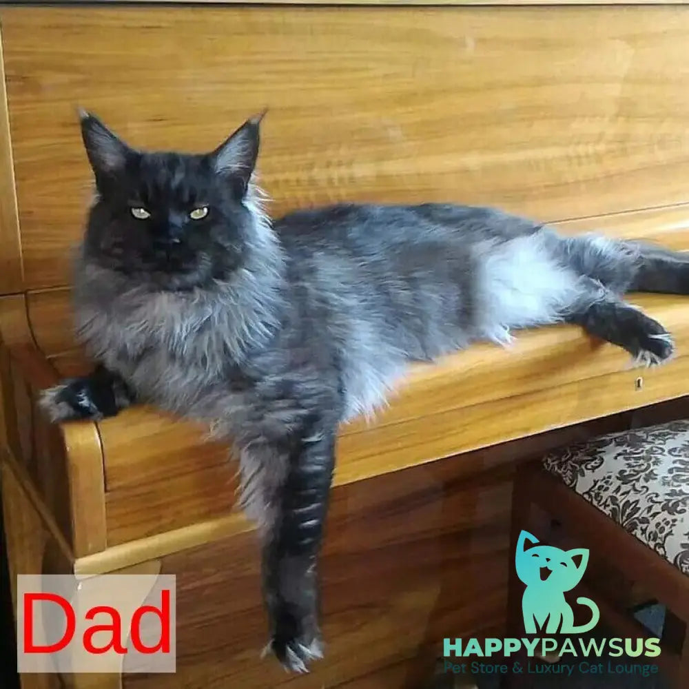 Nike Maine Coon male black tabby - live animals