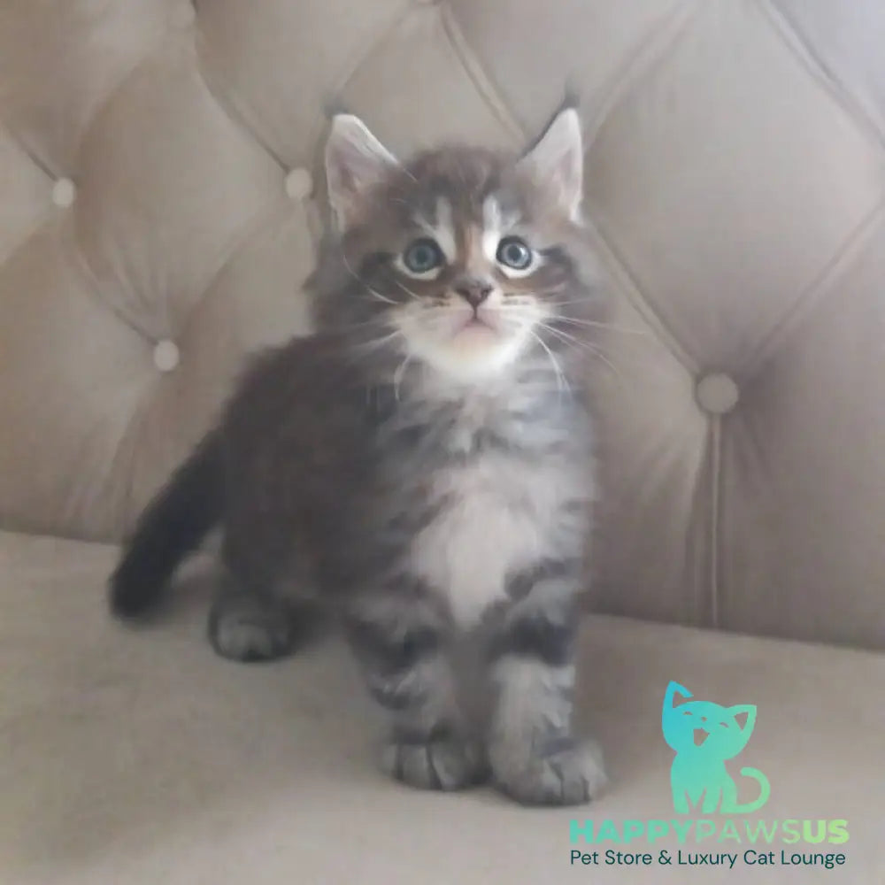 Nike Maine Coon male black tabby - live animals