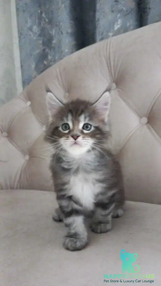 Nike Maine Coon male black tabby - live animals