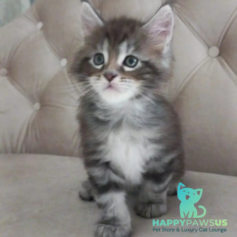 Nike Maine Coon male black tabby - live animals