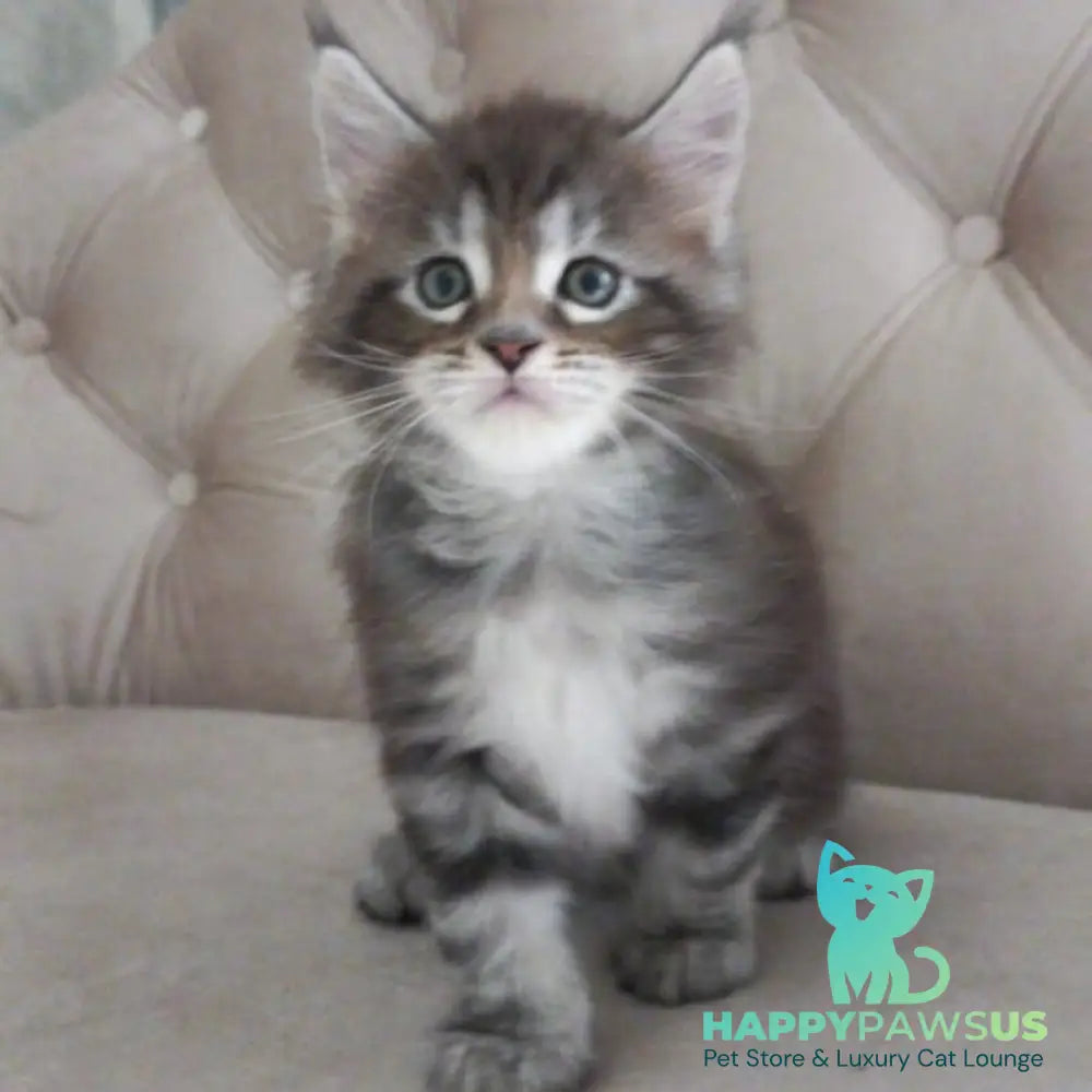 Nike Maine Coon male black tabby - live animals