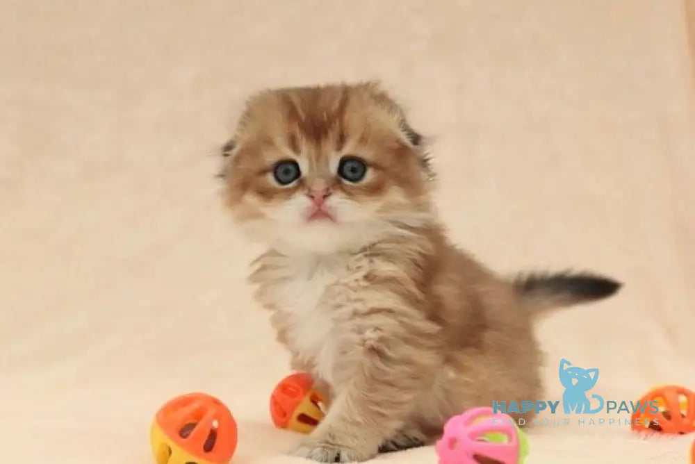 Nike Scottish Fold male black golden shaded live animals