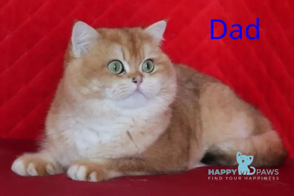 Nike Scottish Fold male black golden shaded live animals