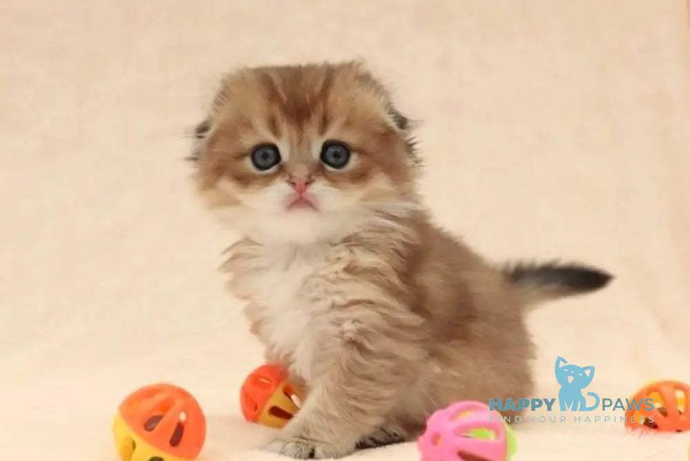 Nike Scottish Fold male black golden shaded live animals