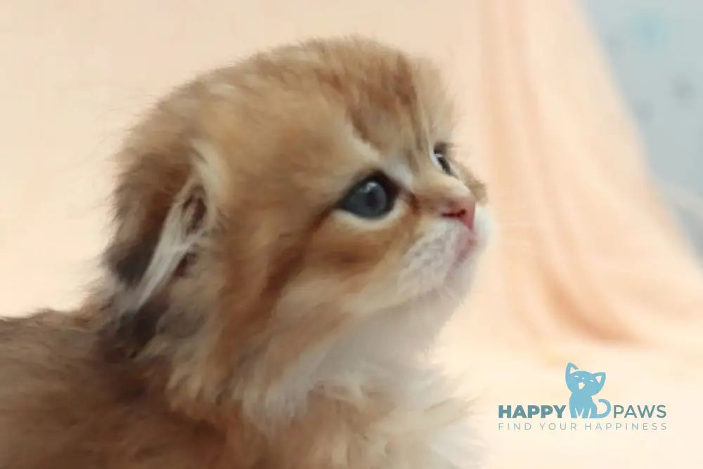 Nike Scottish Fold male black golden shaded live animals