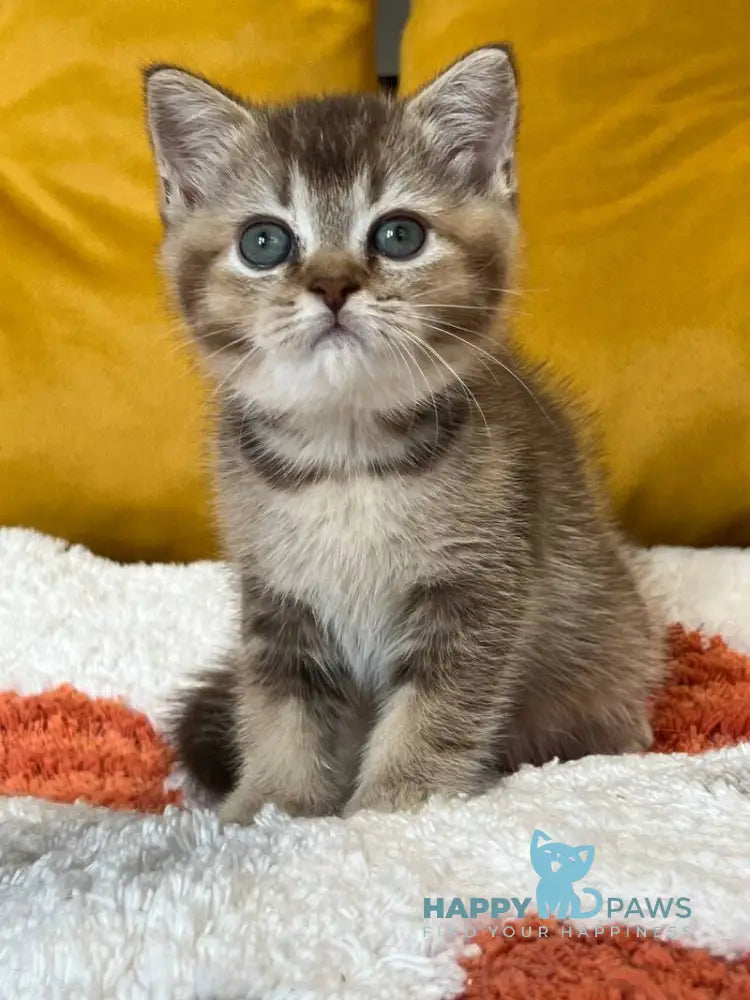 Nike Scottish Straight male chocolate ticked tabby live animals